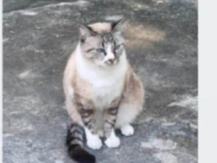 Gato ra a srd idade 2 anos nome FLORENCE