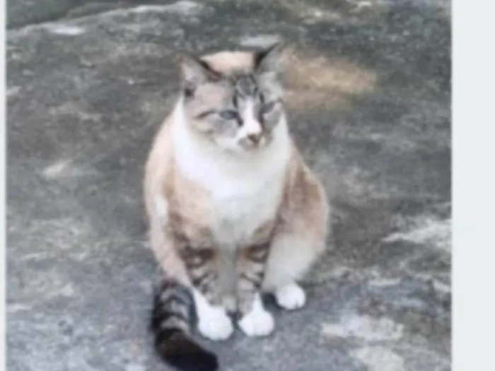 Gato ra a srd idade 2 anos nome FLORENCE