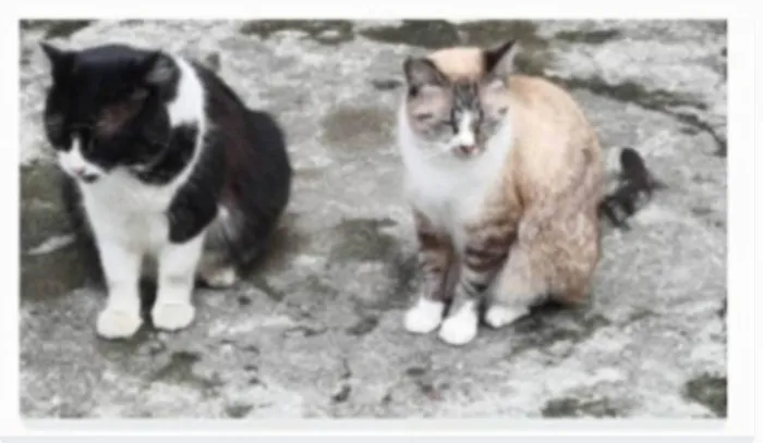 Gato ra a srd frajolinha idade 3 anos nome FRAJOLA