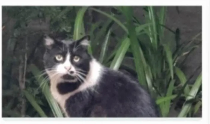 Gato ra a srd frajolinha idade 3 anos nome FRAJOLA