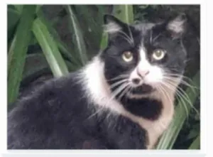 Gato raça srd frajolinha idade 3 anos nome FRAJOLA