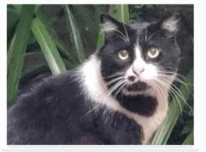 Gato ra a srd frajolinha idade 3 anos nome FRAJOLA