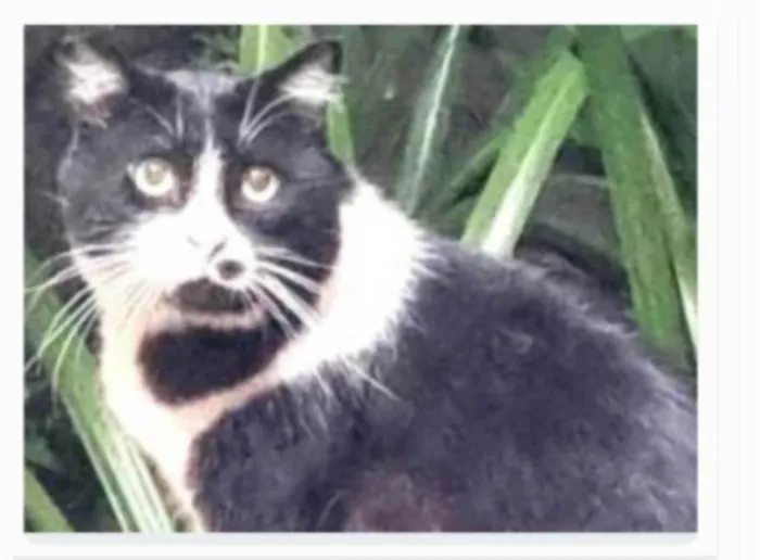 Gato ra a srd frajolinha idade 3 anos nome FRAJOLA