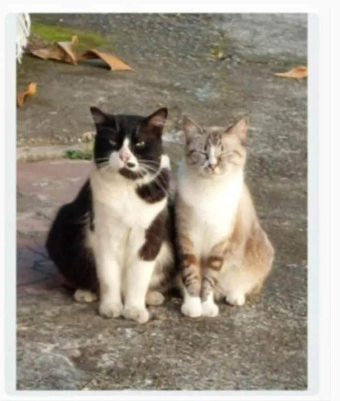 Gato ra a srd frajolinha idade 3 anos nome FRAJOLA