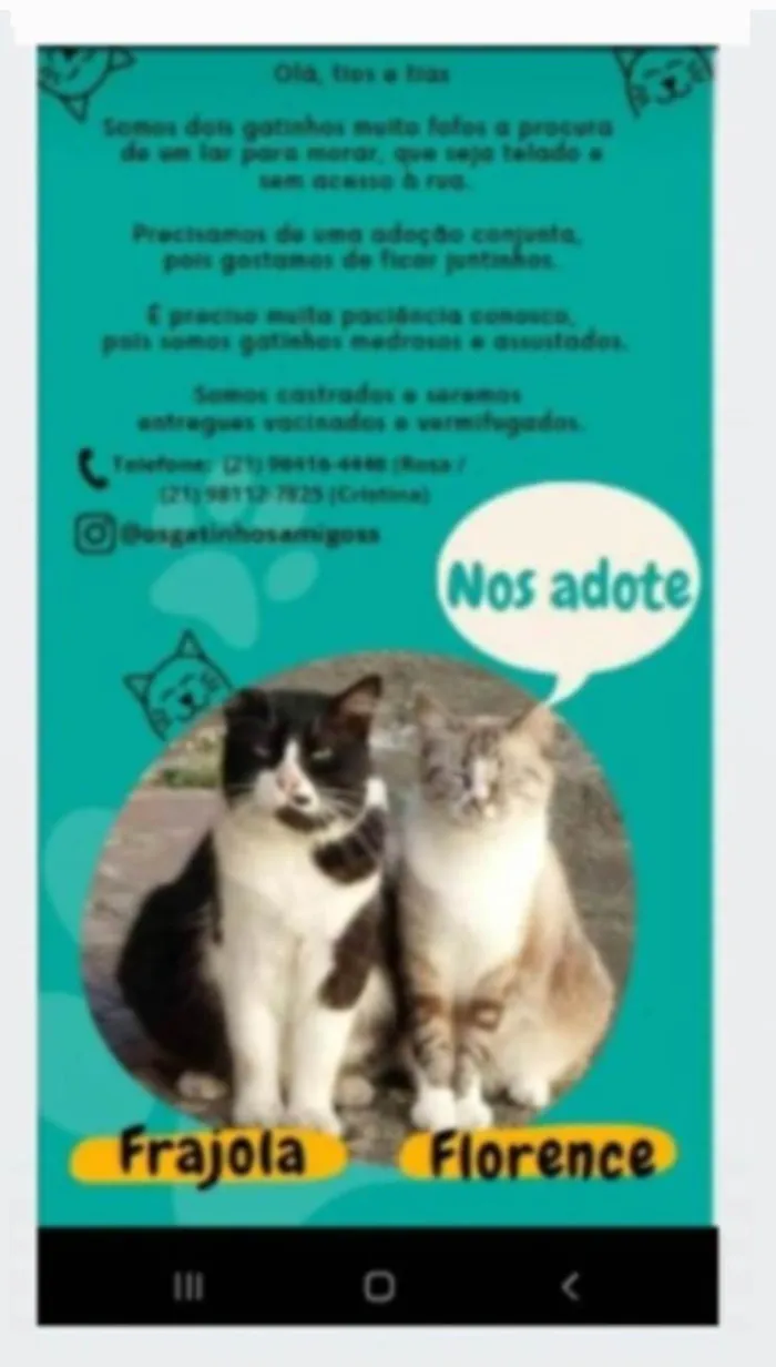 Gato ra a srd frajolinha idade 3 anos nome FRAJOLA