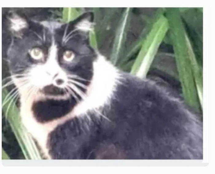 Gato ra a srd frajolinha idade 3 anos nome FRAJOLA
