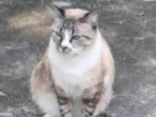 Gato ra a srd idade 2 anos nome FLORENCE