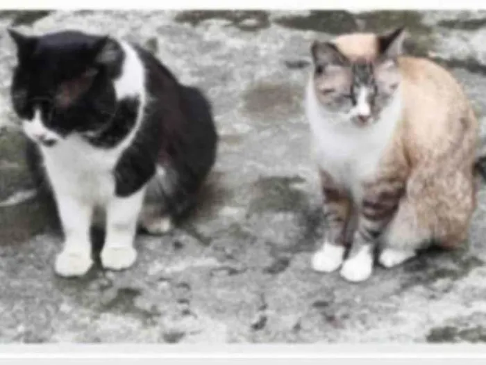 Gato ra a srd frajolinha idade 3 anos nome FRAJOLA