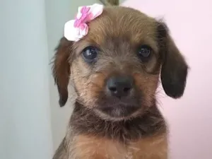 Cachorro raça SRD idade 2 a 6 meses nome Mary