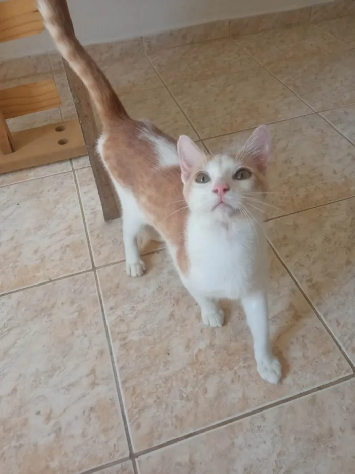 Gato ra a  idade 2 a 6 meses nome Não tem