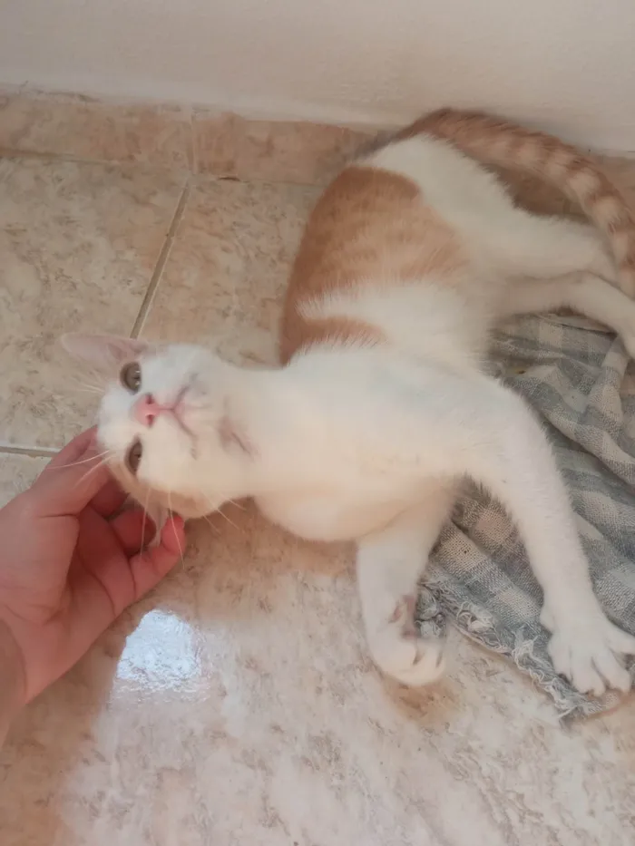 Gato ra a  idade 2 a 6 meses nome Não tem