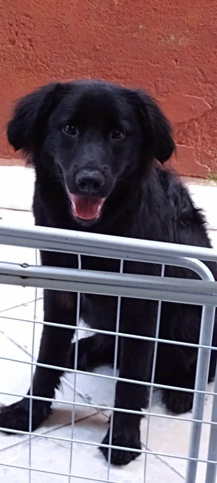 Cachorro ra a Mistura de Golden com firalata idade 2 anos nome Ursinho