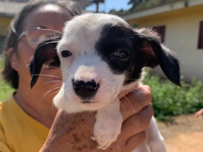 Cachorro ra a SRD-ViraLata idade Abaixo de 2 meses nome Sem nome