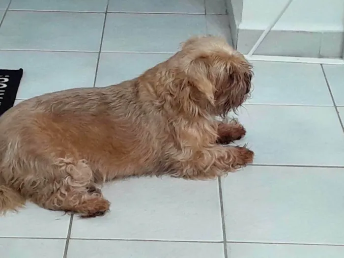 Cachorro ra a Shitzu  idade 6 ou mais anos nome Mike