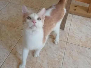 Gato raça  idade 2 a 6 meses nome Não tem