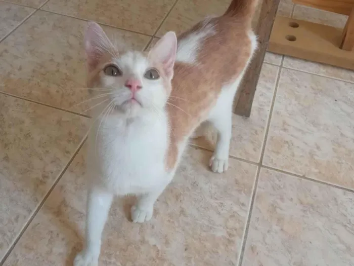 Gato ra a  idade 2 a 6 meses nome Não tem