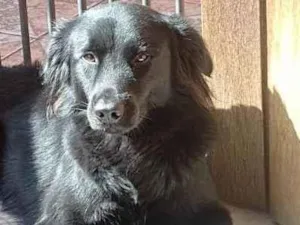 Cachorro raça Mistura de Golden com firalata idade 2 anos nome Ursinho