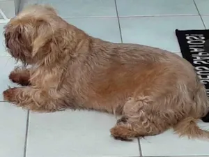 Cachorro raça Shitzu  idade 6 ou mais anos nome Mike