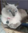 Margot