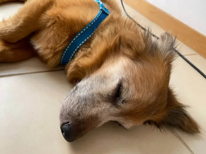 Cachorro ra a SRD-ViraLata idade 6 ou mais anos nome Nico