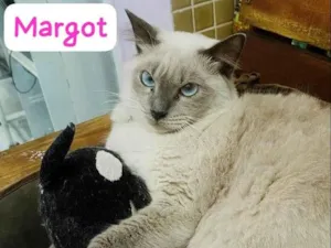 Gato raça Siamesa idade 1 ano nome Margot