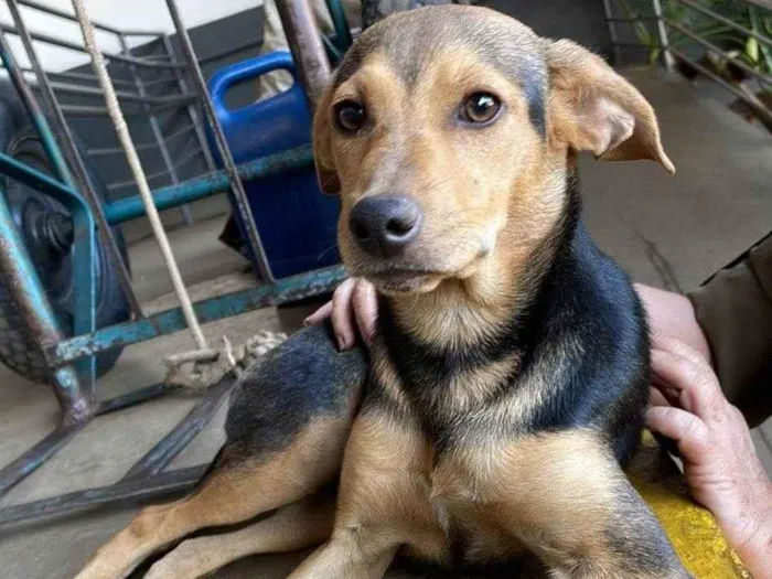 Cachorro ra a fox paulistinha com vira lata idade 7 a 11 meses nome não  sei