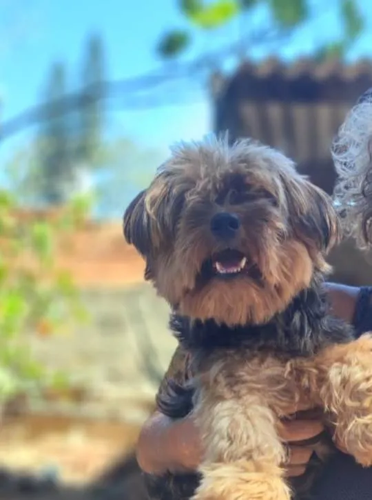 Cachorro ra a Yorkshire idade 6 ou mais anos nome Kim