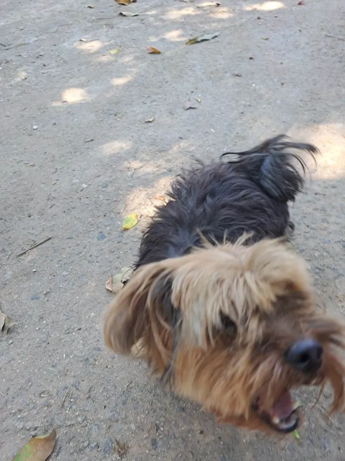 Cachorro ra a Yorkshire idade 6 ou mais anos nome Kim