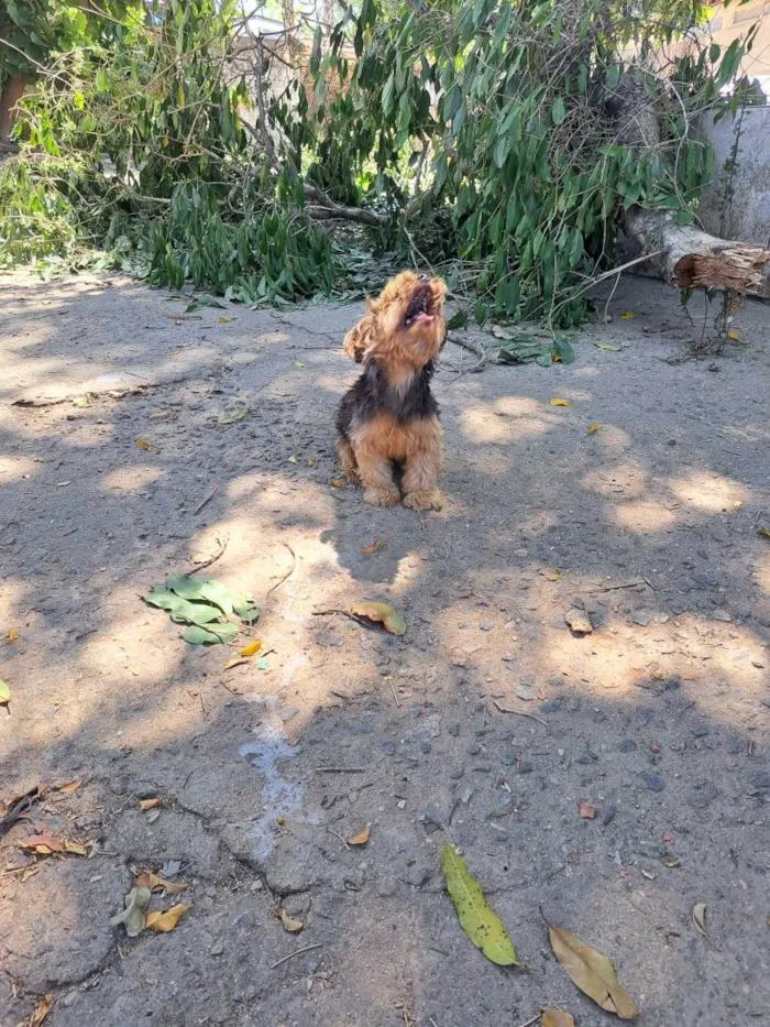 Cachorro ra a Yorkshire idade 6 ou mais anos nome Kim