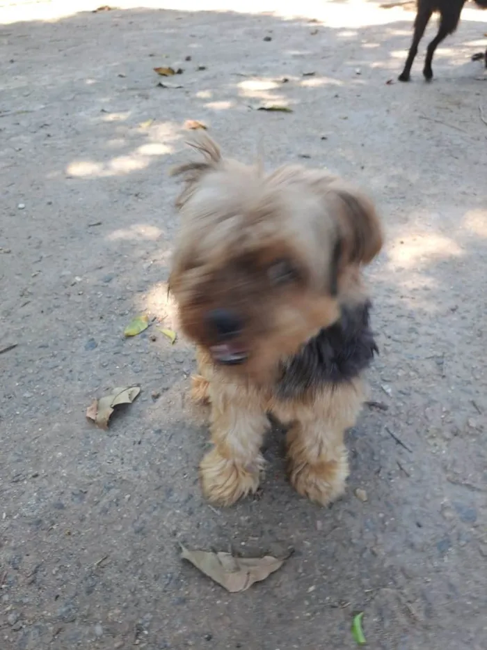 Cachorro ra a Yorkshire idade 6 ou mais anos nome Kim