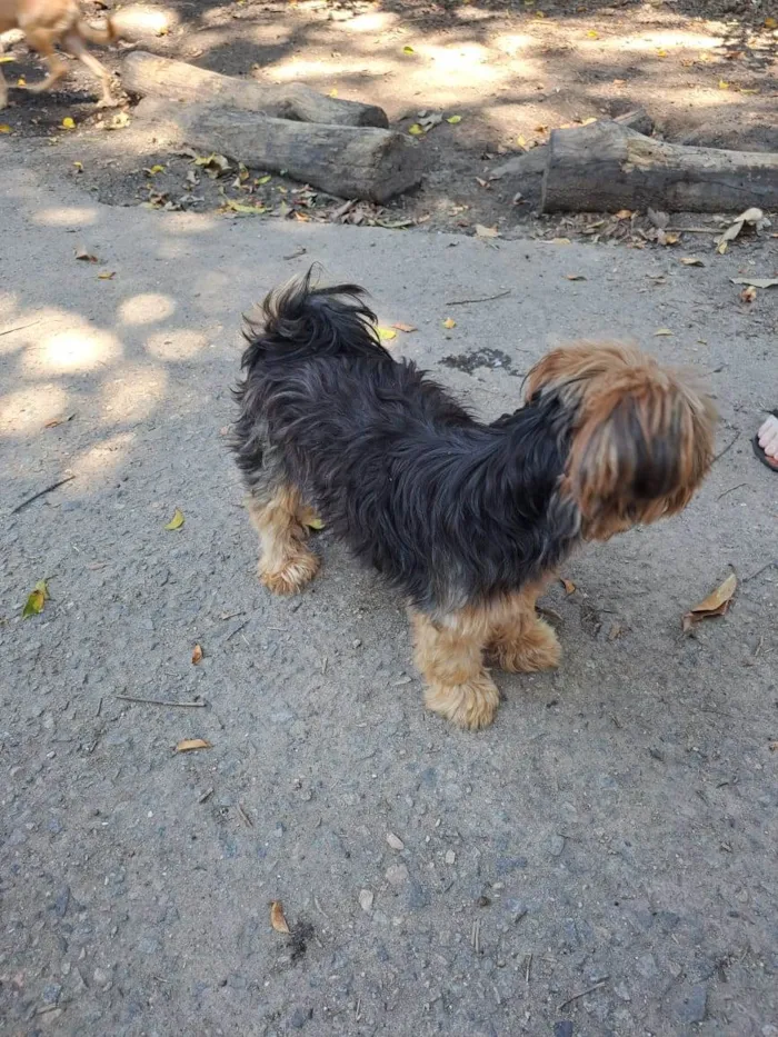 Cachorro ra a Yorkshire idade 6 ou mais anos nome Kim
