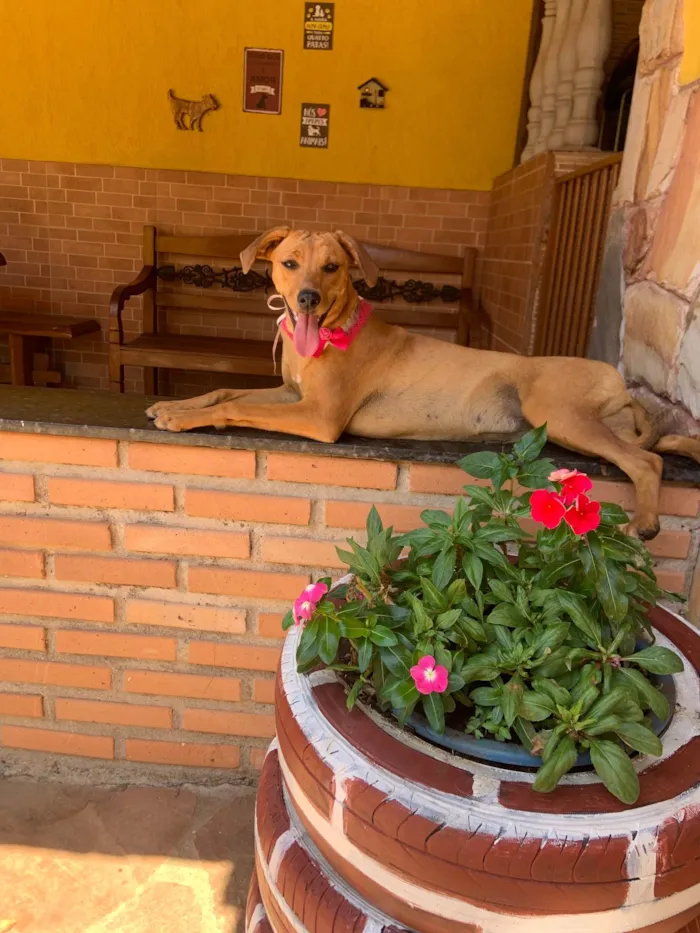 Cachorro ra a SRD-ViraLata idade 7 a 11 meses nome Gege