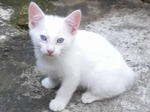 Gato raça Sen definição  idade Abaixo de 2 meses nome Sem nome