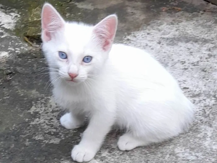 Gato ra a Sen definição  idade Abaixo de 2 meses nome Sem nome