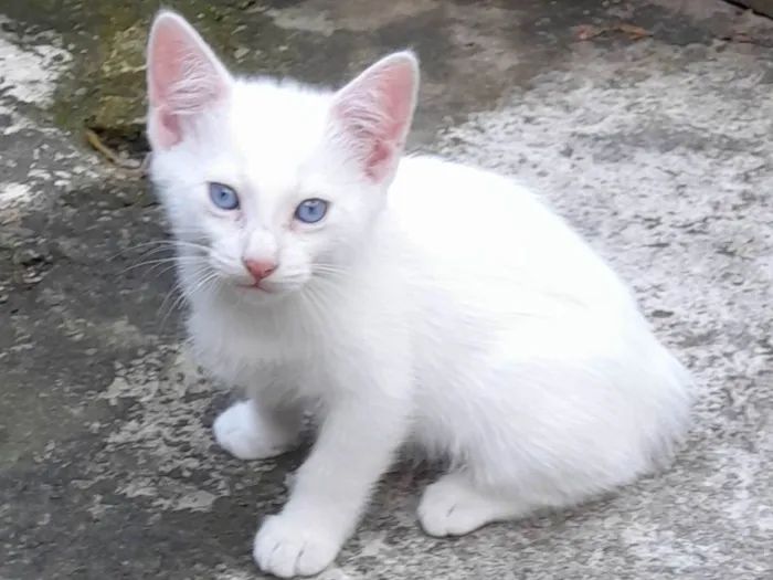 Gato ra a Sen definição idade Abaixo de 2 meses nome Sem nome