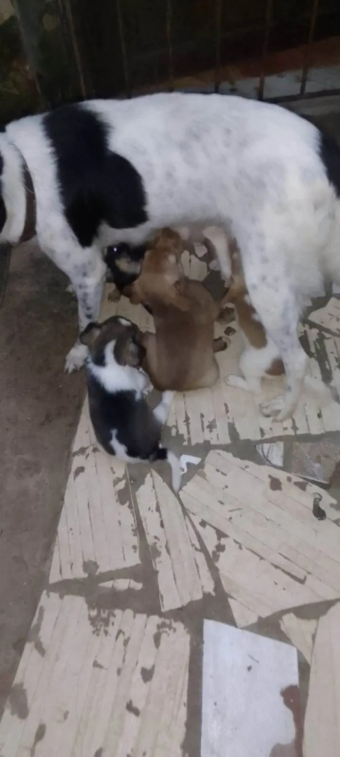 Cachorro ra a SRD-ViraLata idade 2 a 6 meses nome Sem nome