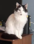 Jack