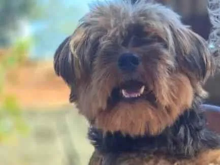 Cachorro ra a Yorkshire idade 6 ou mais anos nome Kim