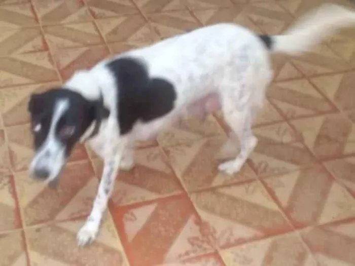 Cachorro ra a SRD-ViraLata idade 2 a 6 meses nome Sem nome