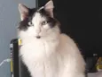 Jack