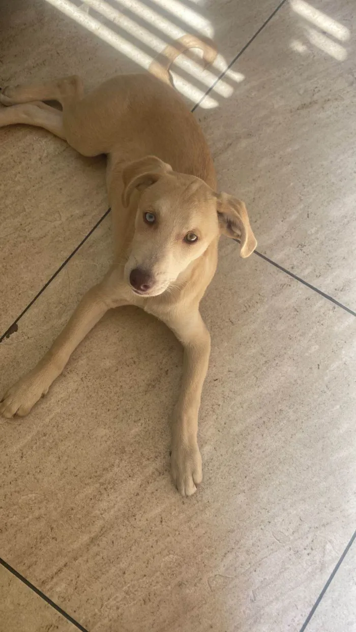 Cachorro ra a SRD-ViraLata idade 2 a 6 meses nome Zeca