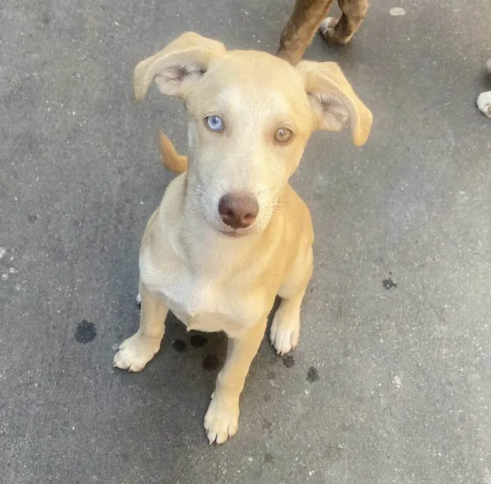 Cachorro ra a SRD-ViraLata idade 2 a 6 meses nome Zeca