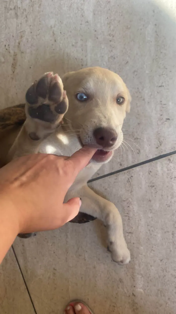 Cachorro ra a SRD-ViraLata idade 2 a 6 meses nome Zeca