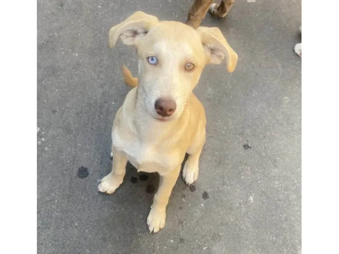 Cachorro ra a SRD-ViraLata idade 2 a 6 meses nome Zeca