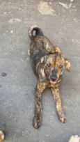 Princesa