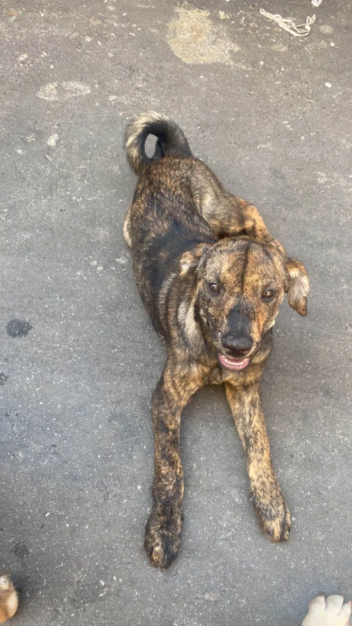 Cachorro ra a SRD-ViraLata idade 2 a 6 meses nome Princesa