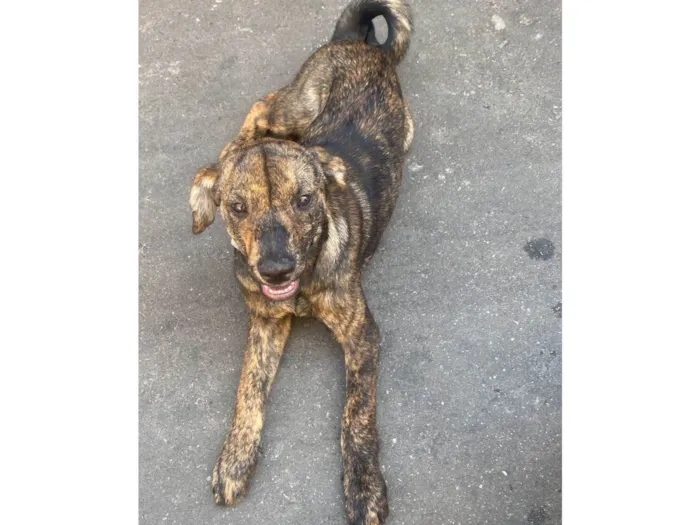 Cachorro ra a SRD-ViraLata idade 2 a 6 meses nome Princesa