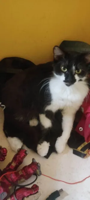 Gato raça SRD-ViraLata idade 1 ano nome Frajola /Théo e Nala