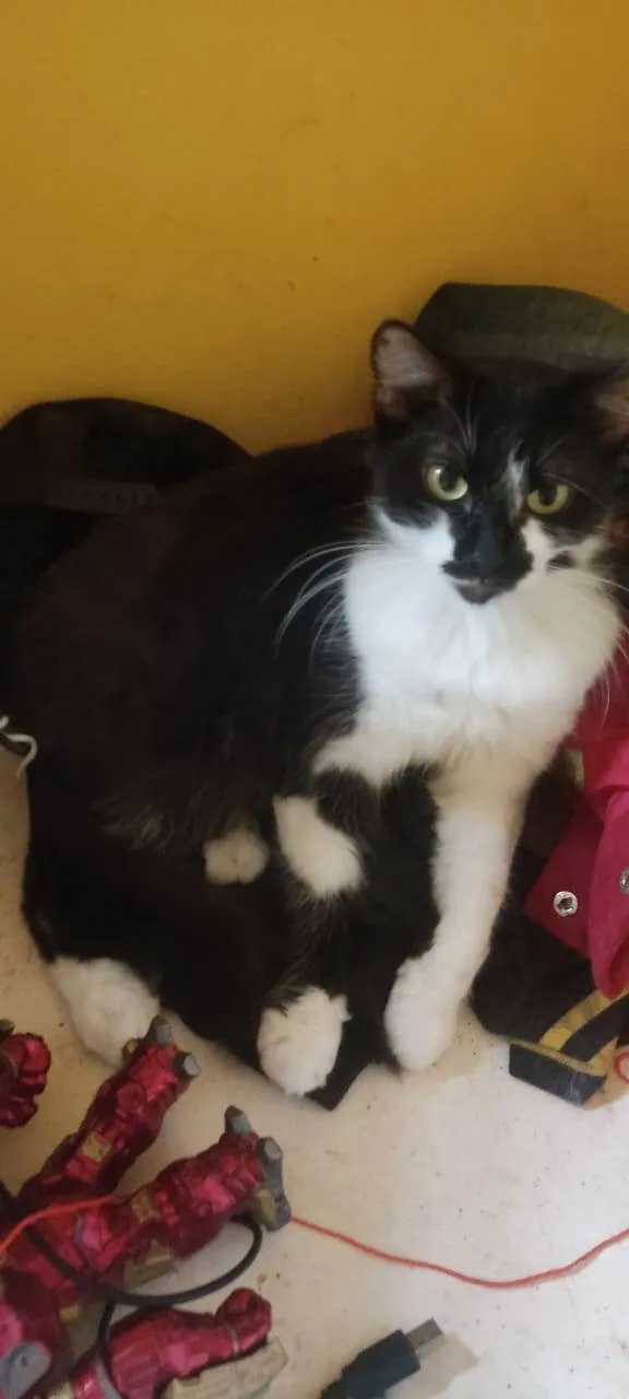 Gato ra a SRD-ViraLata idade 1 ano nome Frajola /Théo e Nala