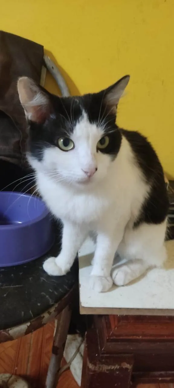 Gato ra a SRD-ViraLata idade 1 ano nome Frajola /Théo e Nala